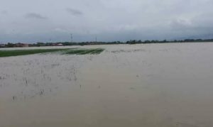 Akibat Terendam Banjir, 833 Hektare Sawah di Cirebon Gagal Tanam