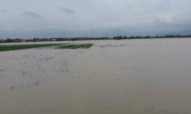 Areal Persawahan di Kecamatan Arjawinangun, Kabupaten Cirebon, Jawa Barat yang terendam banjir. (ANTARA/LINGKAR.CO)