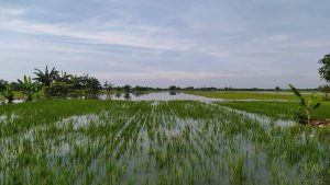 Kudus Diterjang Banjir, 61 Hektare Lahan Padi Tergenang Air Terancam Puso