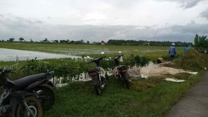 85 Hektar Lahan Persawahan Terendam Banjir, Kades Karangrowo: Setiap Tahun Ini Terjadi