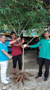 Singkong Jarak Towo dan Kopi Lawu Dipatenkan