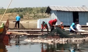 Pemanfaatan Air Baku Waduk Ancam Penggusuran Budidaya Ikan Keramba