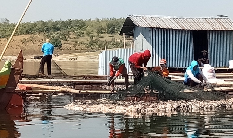 MATA PENCAHARIAN: Peternak ikan keramba di Waduk Kedung Ombo, Kabupaten Sragen menjaring ikan usai air tercemar limbah.(MUKHTARUL HAFIDH/LINGKAR.CO)