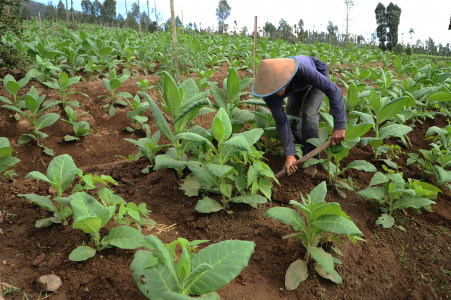 TANAMAN: Seorang petani merawat tanaman tembakau jenis Kemloko di perladangan lereng gunung Sindoro, Bansari, Temanggung, Jawa Tengah, Jumat (28/5). (ANTARA/LINGKAR.CO)