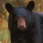 Satu Keluarga Beruang Hitam Makan Seorang Wanita di Colorado AS