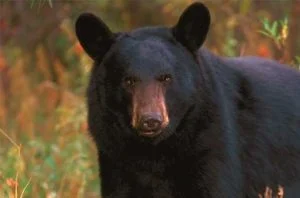 Satu Keluarga Beruang Hitam Makan Seorang Wanita di Colorado AS