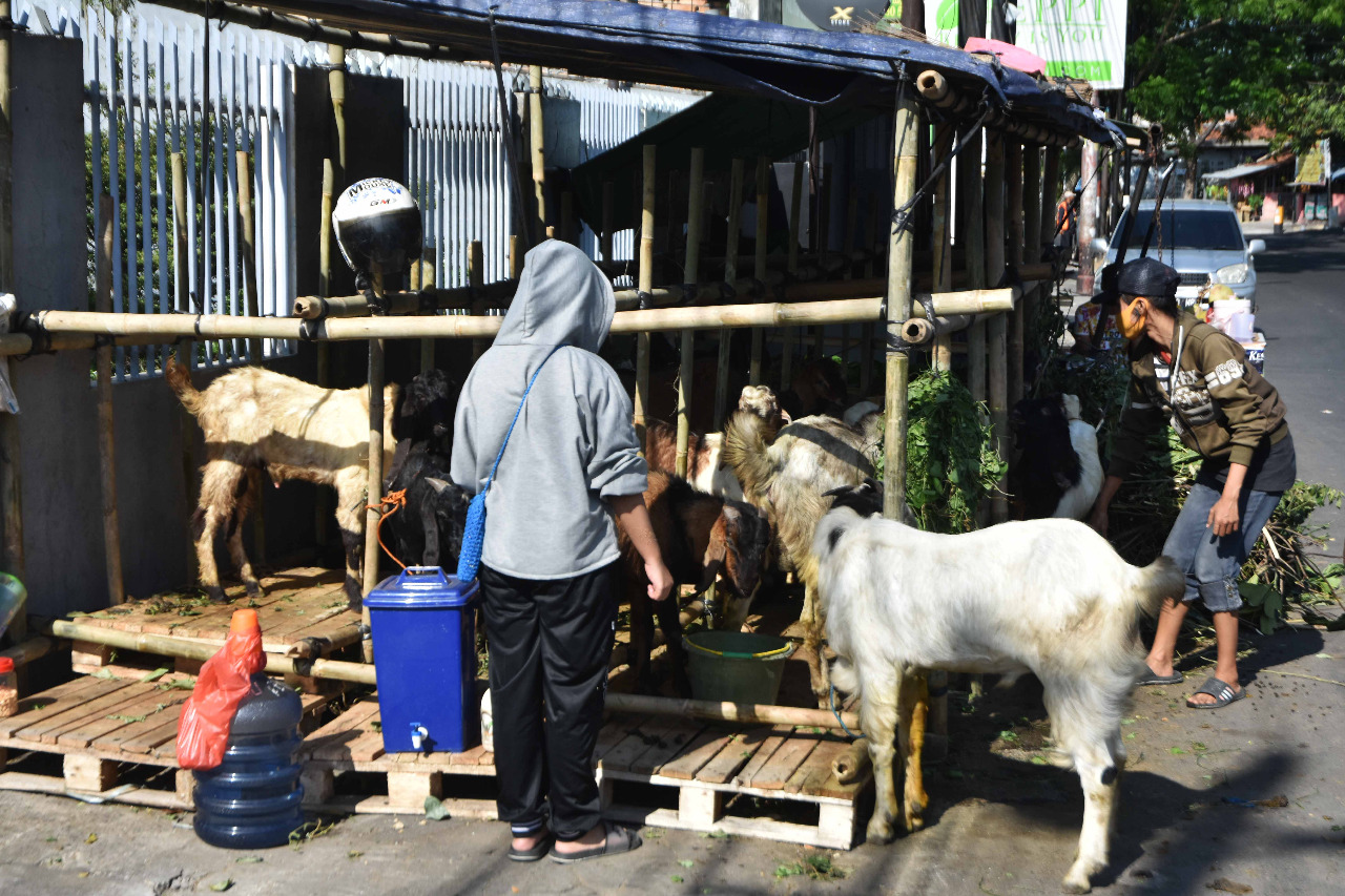 Hewan kurban berupa kambing. Disnakkeswan Jateng, imbau beli hewan kurban yang sudah memiliki Surat Keterangan Kesehatan Hewan (SKKH). FOTO: Dinda Rahmasari Tunggal Sukma/Lingkar.co