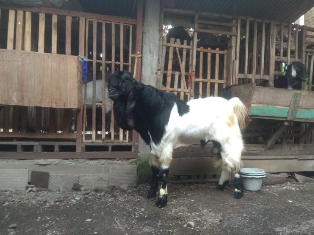 Salah satu Kambing Etawa milik Paat dari Jepara. ADHIK KURNIAWAN/LINGKARJATENG/LINGKAR.CO
