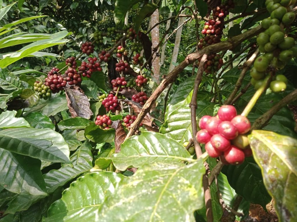 BERBUAH: Pohon kopi yang tumbuh subur hingga berbuah di kawasan Kabupaten Pati. (ISTIMEWA/LINGKAR.CO)