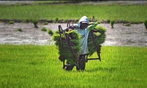 BPS: Nilai Tukar Petani Jateng Turun pada Juli 2021