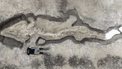 Fosil Naga Laut yang diperkirakan berusia 180 juta tahun ini ditemukan secara tidak sengaja oleh Joe Davis di Inggris. ISTIMEWA/Lingkar.co