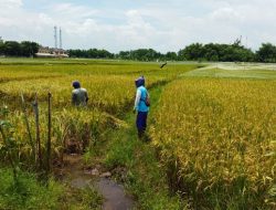 Serap Aspirasi Warga, Anggota DPRD Pati: Mayoritas Masalah Pertanian