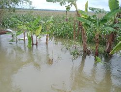 Banyak Petani Blora Alami Kerugian Akibat Banjir