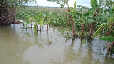 Salah Satu Lahan Petani Blora Yang Terendam Banjir/KINGKAR.CO Lilik Yuliantoro
