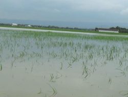 Puluhan Hektar Tanaman Padi Baru Tanam Terendam Banjir, Petani Pasrah