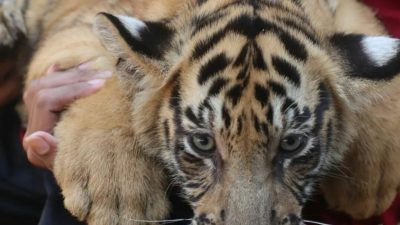 Begini Kondisi Satwa Semarang Zoo Saat Cuaca Ekstrim