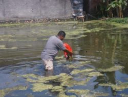 Manfaatkan Embung Resapan Untuk Ketahanan Pangan