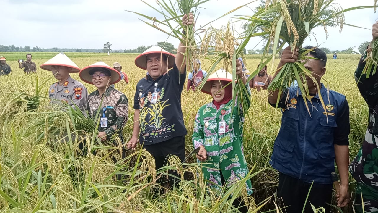 Bupati Kabupaten Blora Arief Rohman saat mengikuti panen padi milik petani