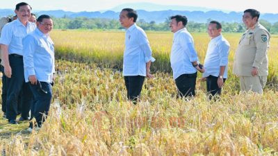 Presiden Joko Widodo meninjau secara langsung pelaksanaan panen raya padi di Kabupaten Maros, Provinsi Sulawesi Selatan. Foto: dokumentasi