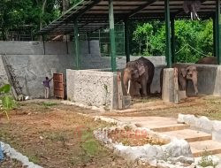 Gajah Bona dan Sela Menjadi Koleksi Satwa Baru di Semarang Zoo