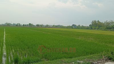 Hujan Belum Merata, Pertanian di Daerah Tadah Hujan Paling Rawan