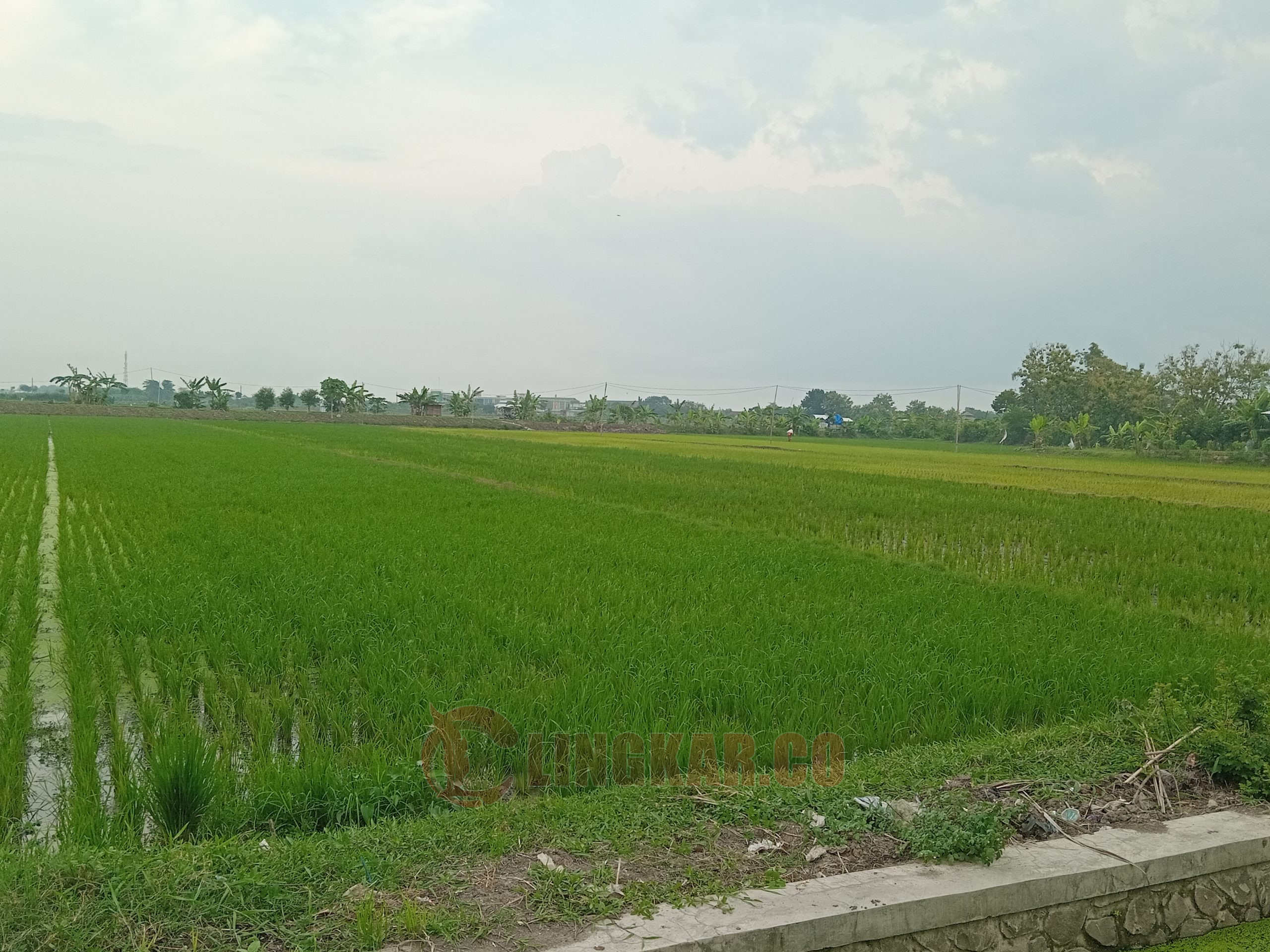 Hamparan tanaman padi di Desa Asempapan, Kecamatan Trangkil, Kabupaten Pati. Miftahus Salam/Lingkar.co.
