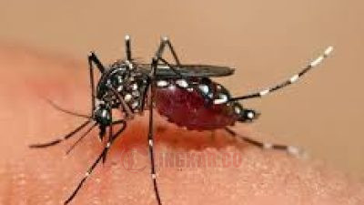 Ilustrasi - Nyamuk Aedes Aegypti. Foto: Istimewa.