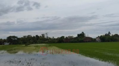 Laham tanaman padi di Demak tergenang banjir. Foto: Istimewa.