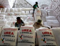 Memasuki MT 2, Serapan Pupuk Bersubsidi di Pati Capai 30 Persen