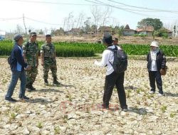 Ribuan Hektare Sawah di Rembang Gagal Panen Akibat Kekeringan