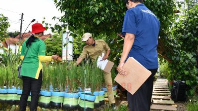 Terus Dorong Masyarakat Lakukan Urban Farming, Pemkot Semarang Tanam Padi di Lahan Tidur Imbas Rob. Foto: dokumentasi