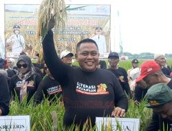 Grobogan Pecahkan Rekor MURI Panen Padi Gunakan Ani-Ani