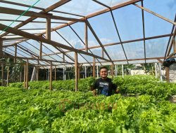 Alvian, Awalnya Coba-Coba hingga Sukses Budidaya Selada Asal Belanda