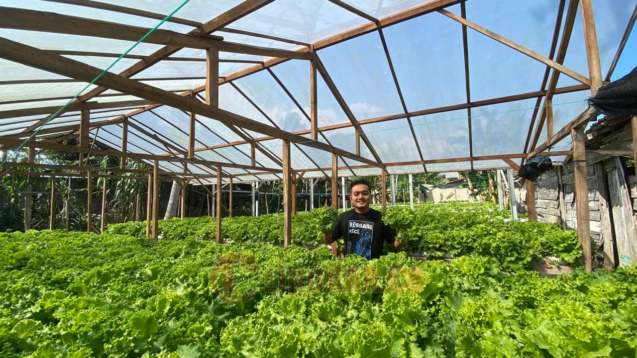 Alvian Tunis Ernawan, seorang petani milenial dari Desa Mrayun, Kecamatan Sale, Kabupaten Rembang. Foto: Istimewa.