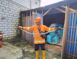 Musim Hujan, Warga Rembang Diimbau Waspadai Ular Masuk Pemukiman