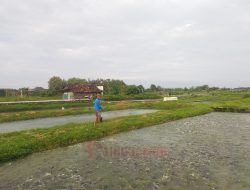 Pati Masuk Tiga Besar Sentra Produksi Ikan Lele di Jawa Tengah