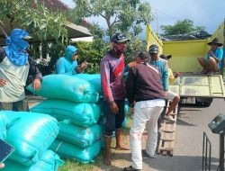 Jaga Harga Panen, Pemerintah Langsung Serap Gabah dari Petani