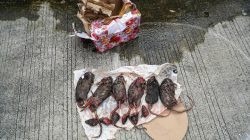 Setelah Kepala Babi, Kantor Tempo Dikirimi 6 Bangkai Tikus Dipenggal