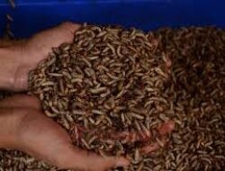 Maggot Jadi Solusi Pengelolaan Sampah Ramah Lingkungan