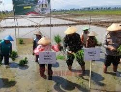 Perkuat Ketahanan Pangan Nasional, Mbak Tika Optimistis Kendal Jadi Lumbung Pangan Jawa Tengah