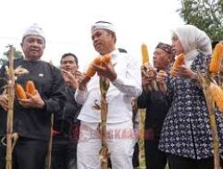 Dedi Mulyadi Panen Jagung di Garut, Ajak Perkuat Ekonomi Desa