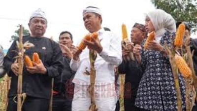 KEBERSAMAAN: Gubernur Dedi Mulyadi saat menghadiri kegiatan Panen Jagung di Desa Pangeureunan, Kecamatan Balubur Limbangan, Kabupaten Garut, Kamis (17/4/2025). (Foto: Istimewa)