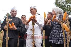 KEBERSAMAAN: Gubernur Dedi Mulyadi saat menghadiri kegiatan Panen Jagung di Desa Pangeureunan, Kecamatan Balubur Limbangan, Kabupaten Garut, Kamis (17/4/2025). (Foto: Istimewa)