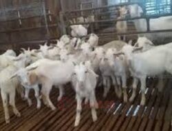 Potensi Kambing Perah Tingkatkan Produksi Susu Nasional