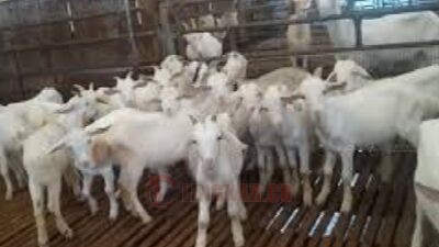 Peternakan kambing. Foto: istimewa