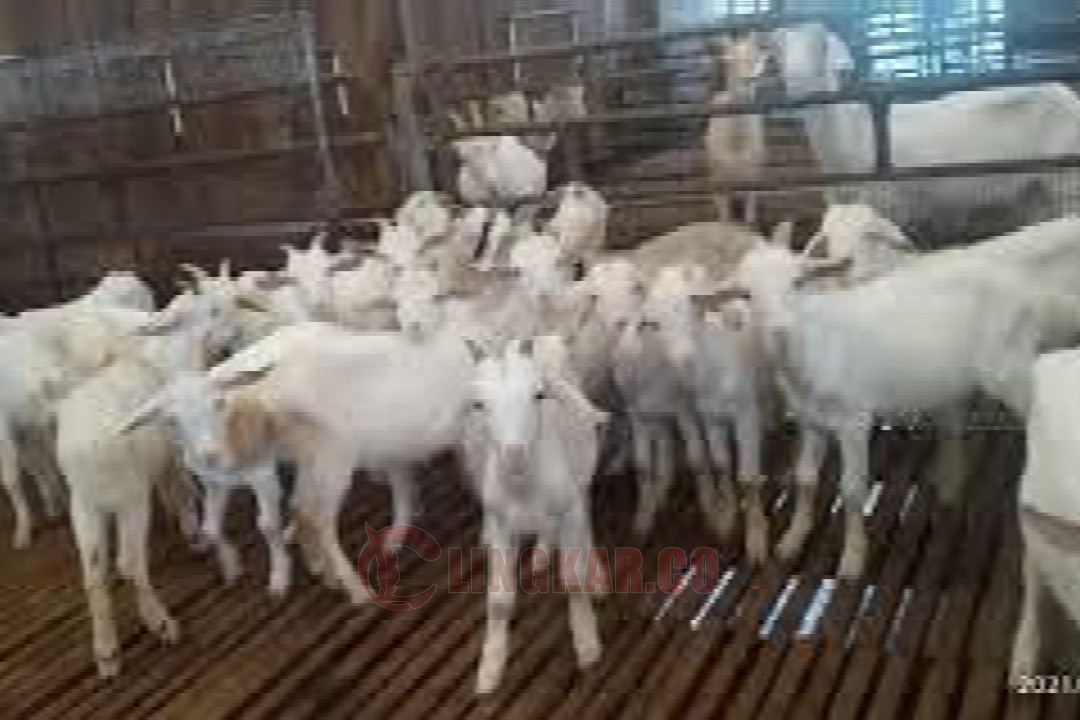 Peternakan kambing. Foto: istimewa