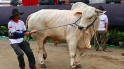 75 Persen Kebutuhan Daging dan Susu Nasional Dipenuhi dari Impor, Ketua MPR: Berpikirlah Untuk Jadi Peternak