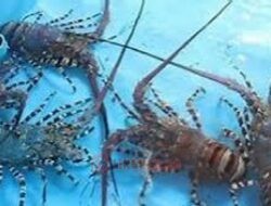 Tingkatkan Budidaya Kerang, Tunjang Keberhasilan Budidaya Lobster