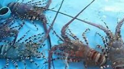 Ilustrasi budidaya Lobster,. Foto: istimewa