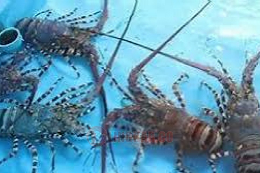 Ilustrasi budidaya Lobster,. Foto: istimewa